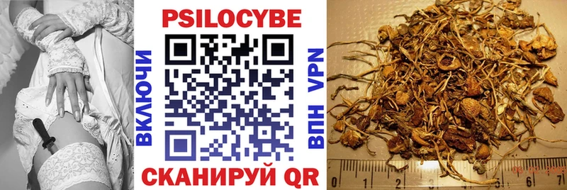 гидра tor  купить   Питкяранта  Галлюциногенные грибы Psilocybine cubensis 